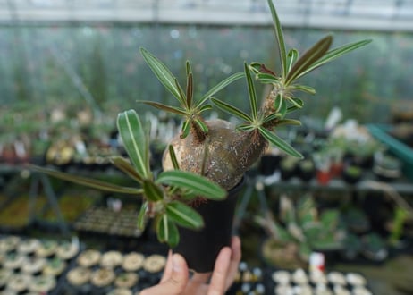 パキポディウム　グラキリス　Pachypodium gracilius　No.2