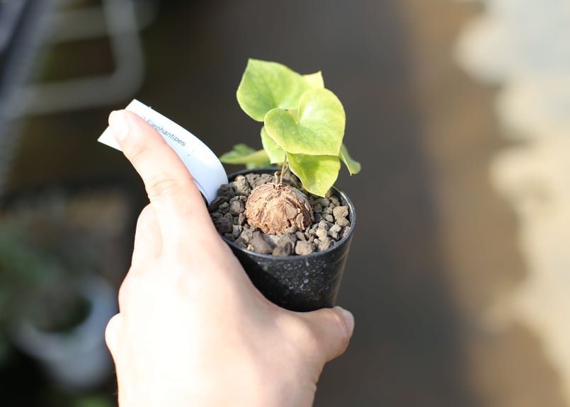 亀甲竜 実生株 | mana's farm:塊根植物・アガベ・ドライガーデン