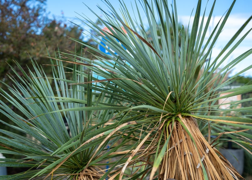 トリプルヘッドの超希少個体】ユッカ ロストラータ | mana's farm:塊根