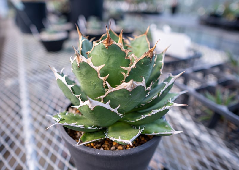 アガベ チタノタ ファイアーマウンテン 標本株 | mana's farm:塊根植物