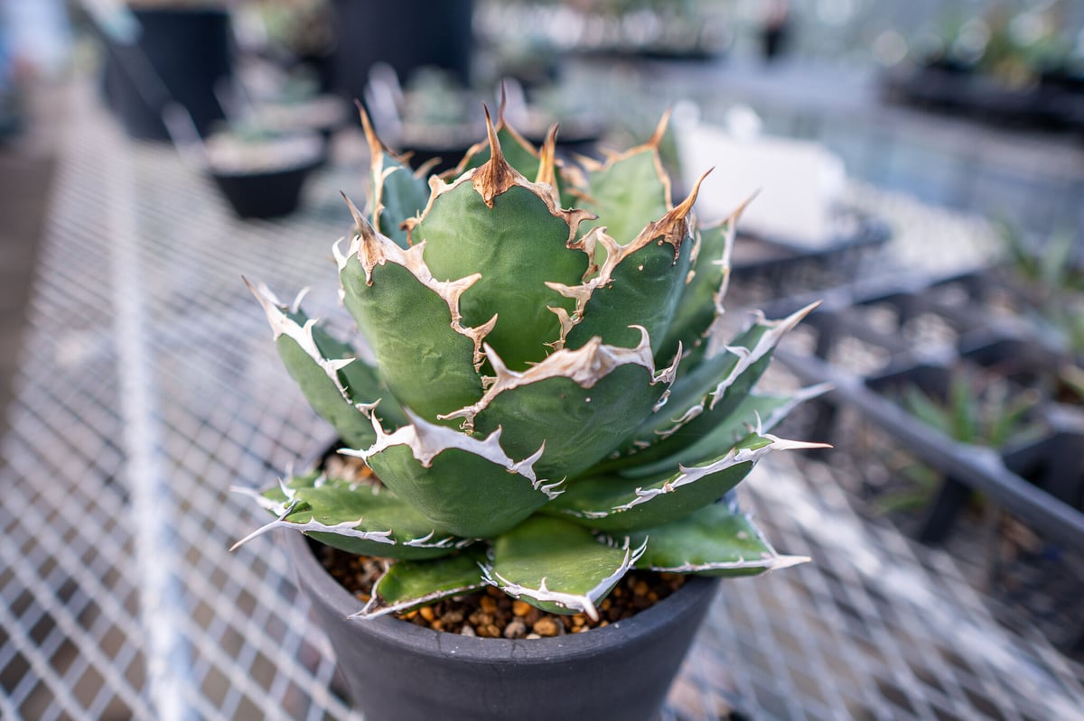 アガベ ノーネーム 極上大株 ブラックフライデー価格_13 アガベ ノーネーム 極上大株 ブラックフライデー価格_14 アガベ