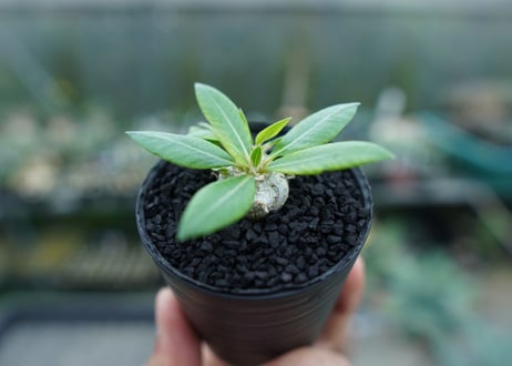 パキポディウム　恵比寿笑い　Pachypodium brevicaule　No.3