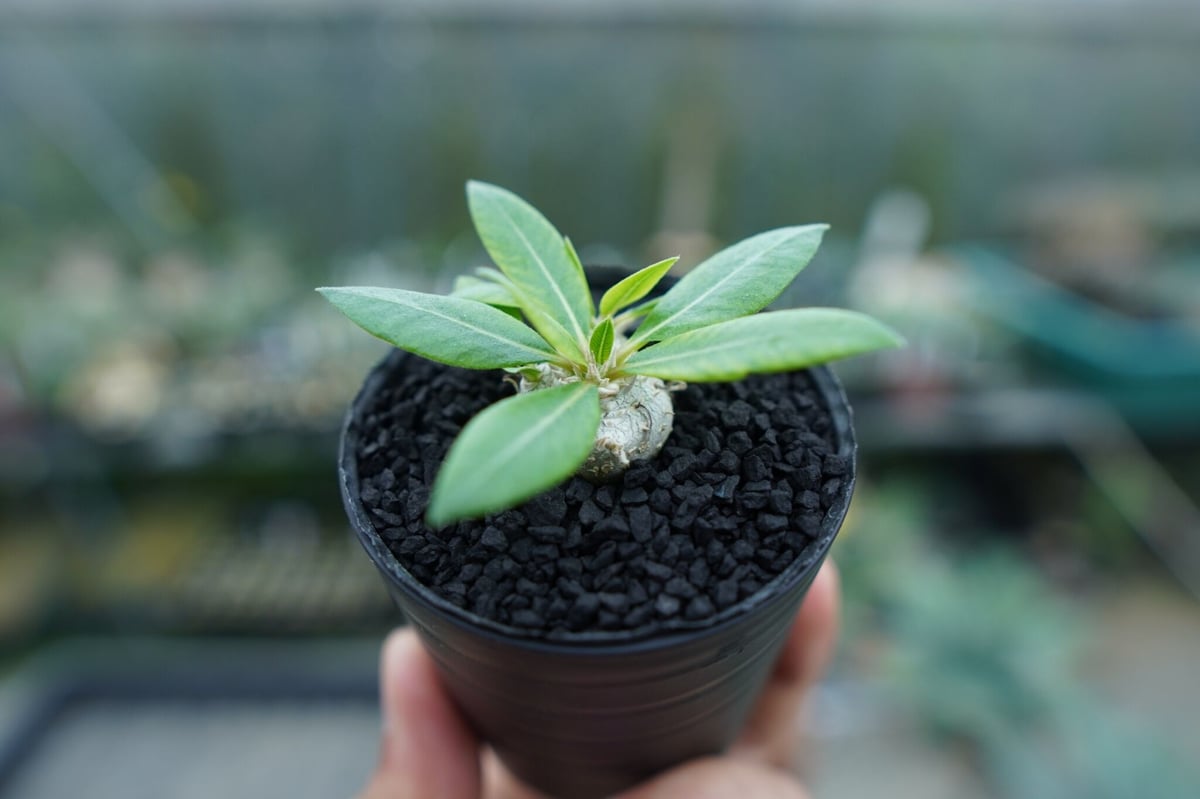 パキポディウム 恵比寿笑い Pachypodium brevicaule No.3 | man