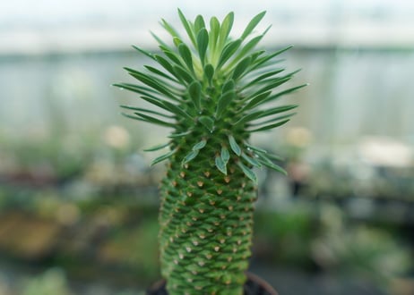 ユーフォルビア　ソテツキリン "パイナップルコーン"　Euphorbia sotetsukirin  No.10