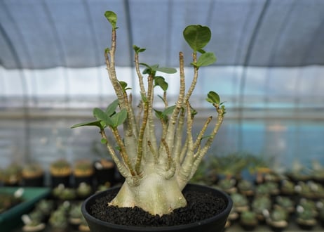 アデニウム　Adenium　No.9