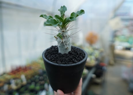 パキポディウム　サンデルシー　Pachypodeium saundersii  No.2