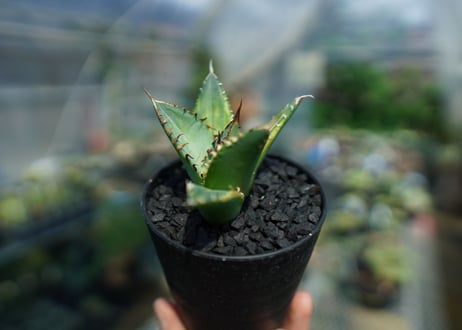 アガベ　チタノタ　黄覆輪　Agave titanota variegata