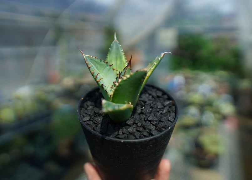 アガベ チタノタ 黄覆輪 Agave titanota variegata | mana's