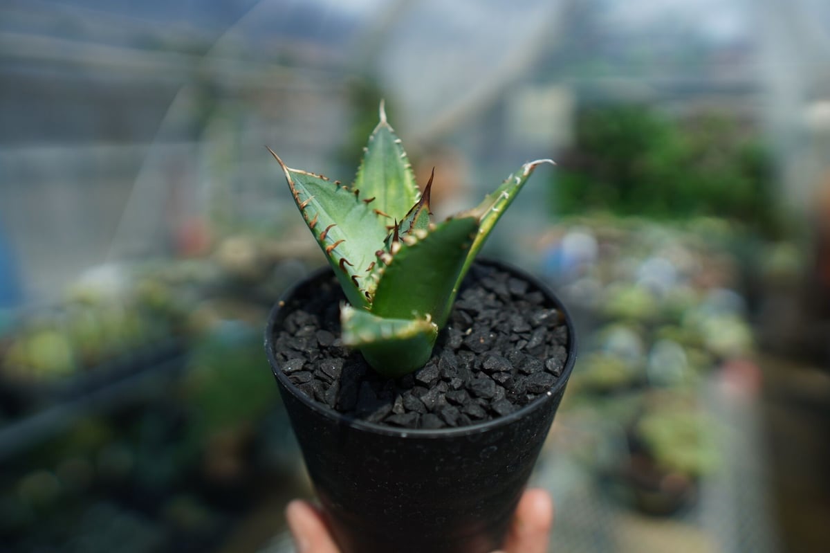 アガベ チタノタ 黄覆輪 Agave titanota variegata | mana's