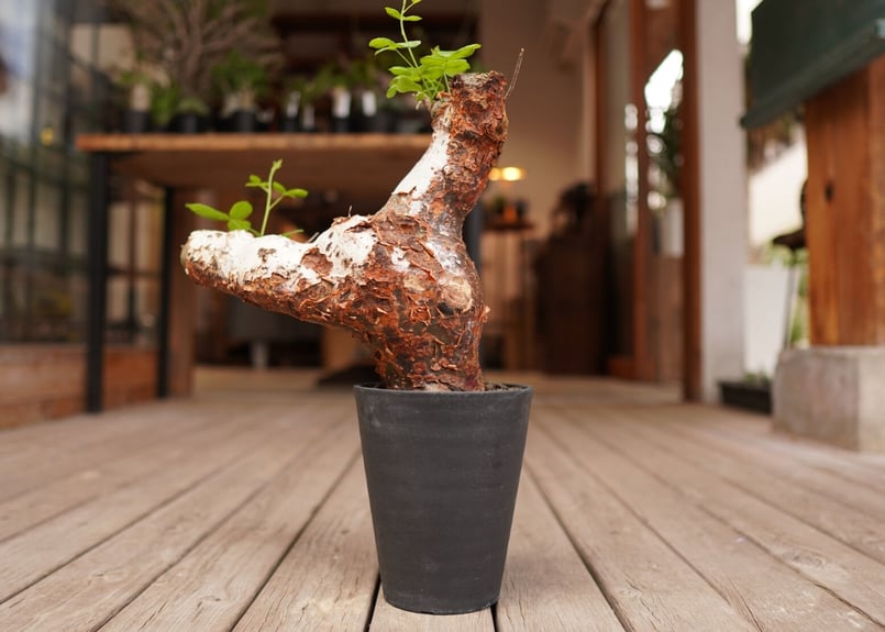 コミフォラ オルビクラリス commiphora orbicularis | mana's f