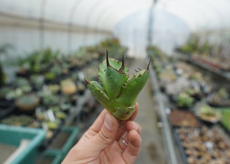 【抜き苗】アガベ　チタノタ　FO-76　Agave titanota FO-76