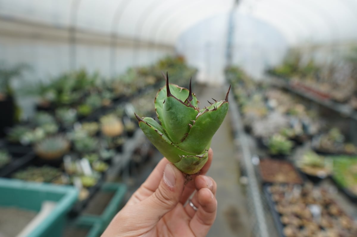 抜き苗】アガベ チタノタ FO-76 Agave titanota FO-76 | mana