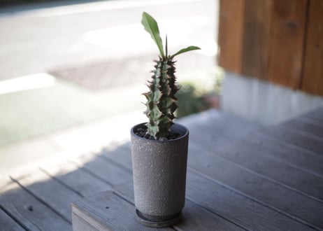 噴火竜　Euphorbia viguieri