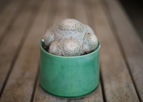 マミラリア　 Mammillaria