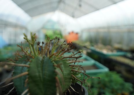 ユーフォルビア　スーパーバリダ　Euphorbia super valida  No.2