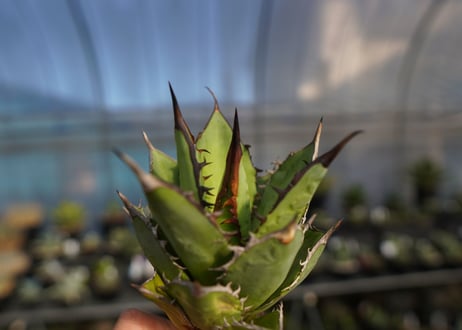 ×agave titanota 剣竜　No.6