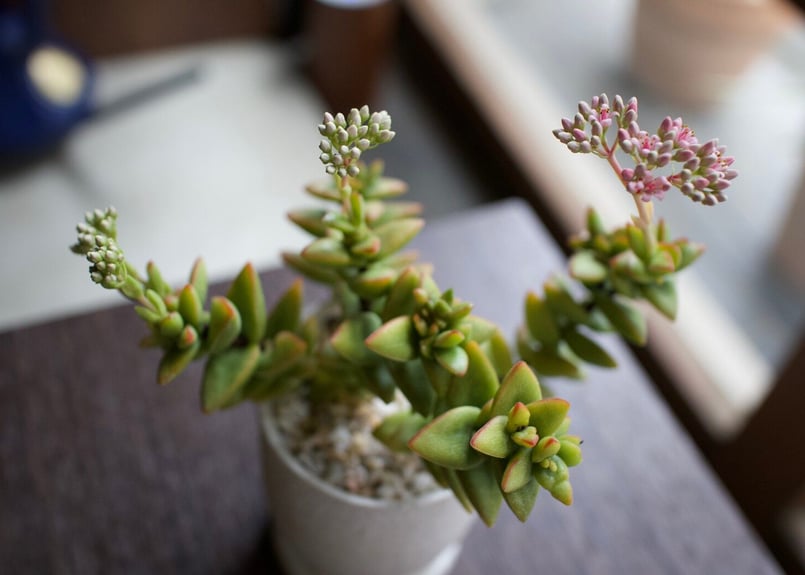 これ一つでインテリアがグッとお洒落に＊多肉植物サボテン3点SET