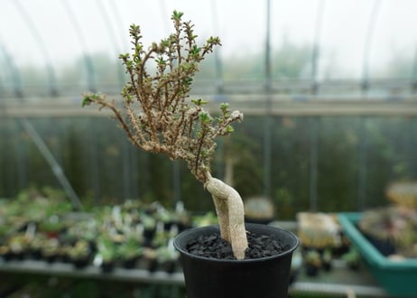 姫紅小松　Trichodiadema bulbosum