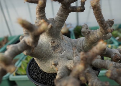 パキポディウム　グラキリス　Pachypodium Gracilius　No.1