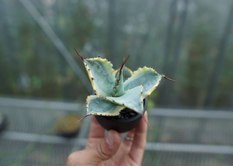 【抜き苗】アガベ 怒雷神錦　Agave potatorum verschaffeltii  No.2