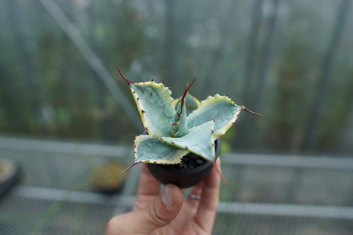 抜き苗】アガベ 怒雷神錦 Agave potatorum verschaffeltii N
