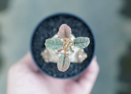 ドルステニア フォエチダ Dorstenia foetida　No.3