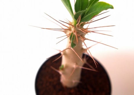 パキポディウム サンデルシー 白馬城　Pachypodium saundersii