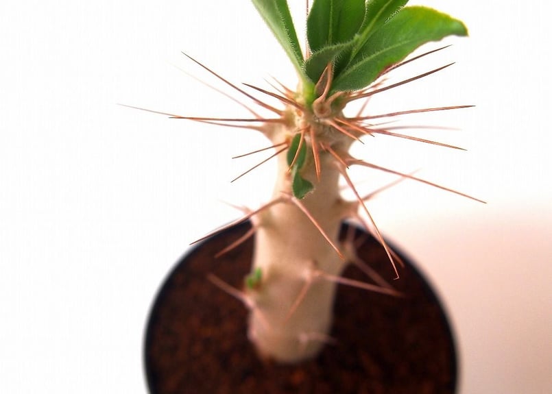 パキポディウム サンデルシー 白馬城 Pachypodium saundersii
