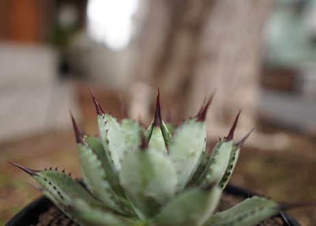 アガベ　マクロアカンサ×ポタトラム　 Agave macroacantha×potatoruｍ　NO.5
