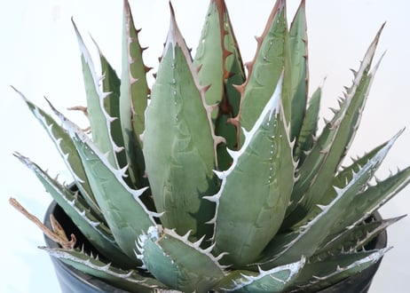 Agave purpusorum syn A horrida ssp perotensis