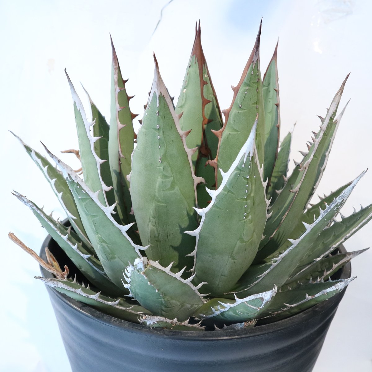 Agave horrida Kagerou【54】 - メルカリ Agave horrida Kagerou【54】