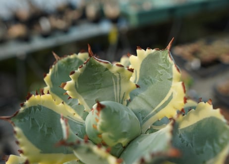 アガベ　兜蟹錦　連棘　Agave isthmensis “Kabutogani” variegata