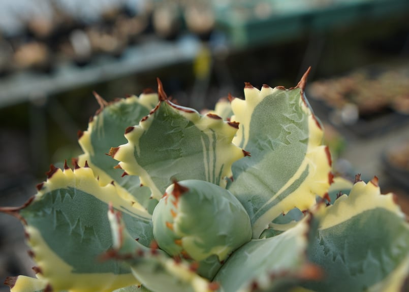 アガベ 兜蟹錦 連棘 Agave isthmensis “Kabutogani” varieg