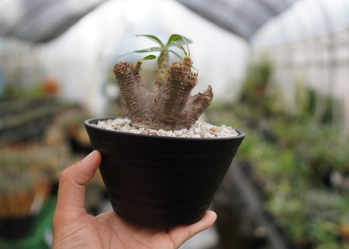 パキポディウム マカイエンセ NO.2 | mana's farm:塊根植物・アガベ