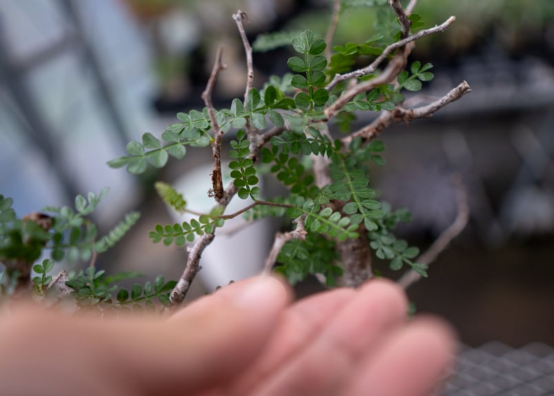 オペルクリカリア パキプス No.2 | mana's farm:塊根植物・アガベ