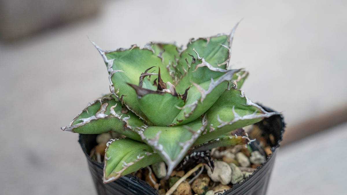 アガベ チタノタ オテロイ 沖縄実生 | mana's farm:塊根植物・アガベ