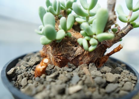 ケラリア　ピグマエア　Ceraria pygmaea 　No.5
