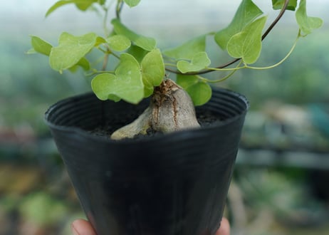 ディオスコレア　シルバティカ　Dioscorea sylvatica No.2