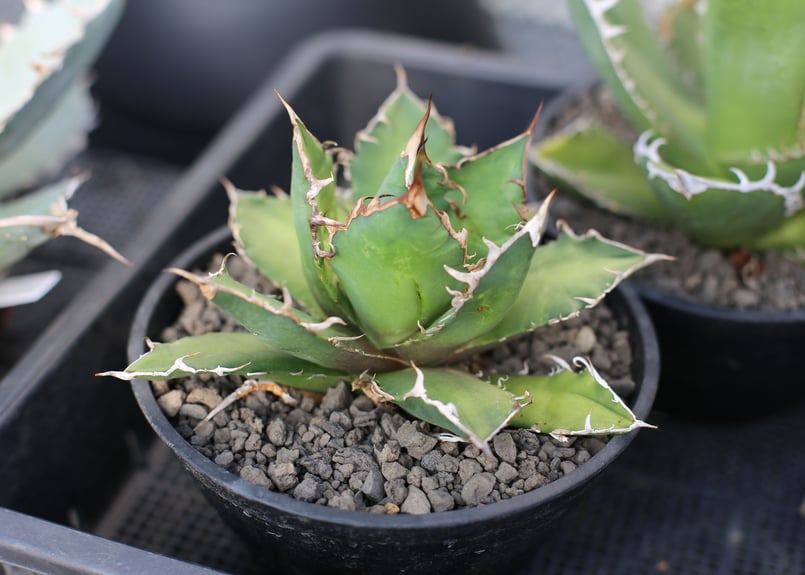 アガベ チタノタ オテロイ ダークファイア | mana's farm:塊根植物