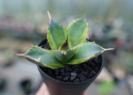 アガベ　チタノタ　黄覆輪　Agave titanota variegata