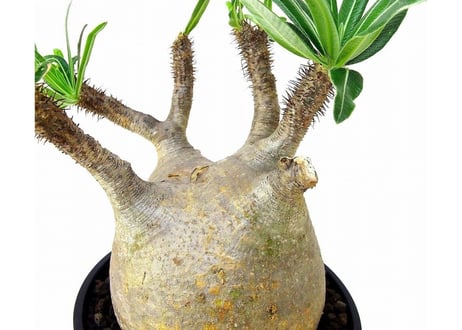 Pachypodium Gracilius パキポディウム  グラキリス  №6
