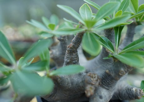 パキポディウム マカイエンセ　Pachypodium makayense　No.1