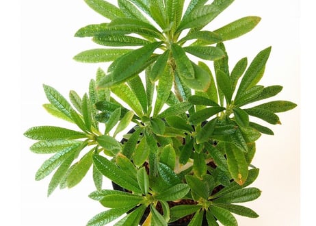 Dorstenia gigas　ドルステニア　ギガス