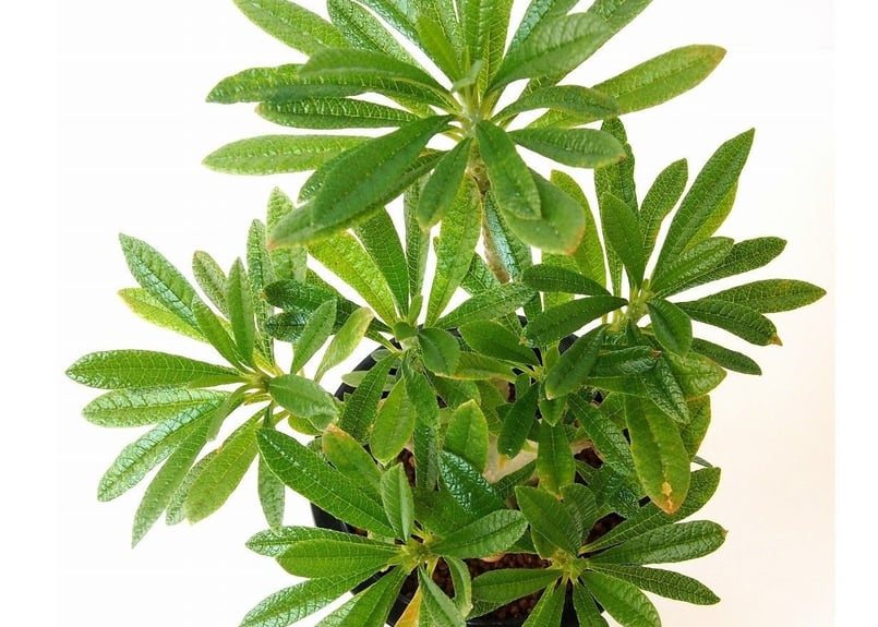 Dorstenia gigas ドルステニア ギガス | mana's farm:塊根植物・ア