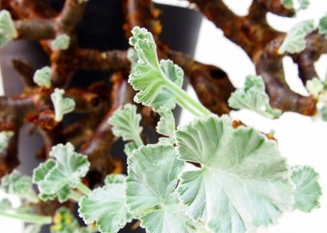 ペラルゴニウム　ミラビレ　Pelargonium mirabile　№1