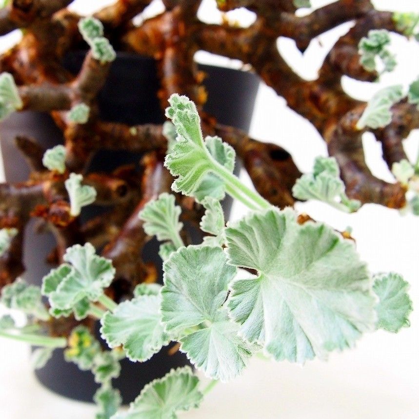 ペラルゴニウム ミラビレ Pelargonium mirabile №1 | mana's f
