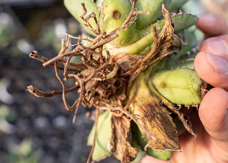 Agave titanota filigree No.2