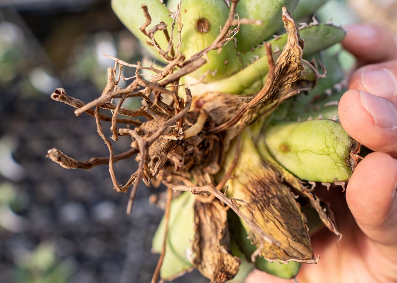 Agave titanota filigree No.2 | mana's farm:塊根植物
