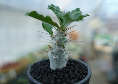 パキポディウム　サンデルシー　Pachypodeium saundersii  No.2
