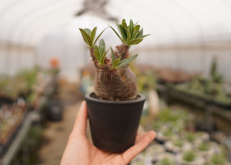 パキポディウム グラキリス B NO.6 | mana's farm:塊根植物・アガベ